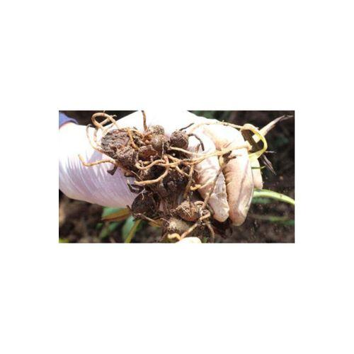 Salep Fidesi 10 Ad Serapies,arılı,kum Salep