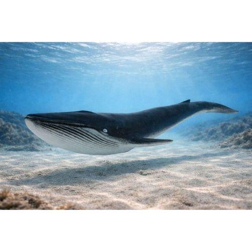 Deniz Hayvanları Serisi - Balina 29 cm