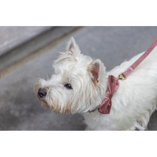 Beeztees DBL Köpek Papyonu, Kadife, Pembe, 9cm