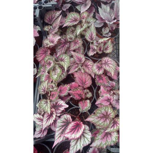 Saksıda Begonia Rex Yaprak Begonya 1 Adet