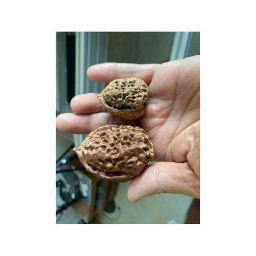 Ceviz 3D Baskı (Bu ürün Sadece Plastik parçadır - Almadan Önce Soru Sorabilirsiniz)