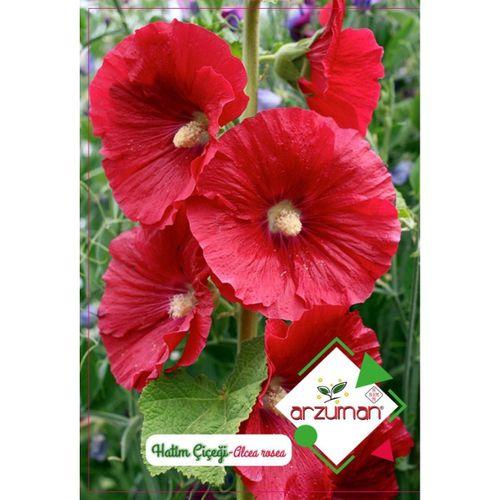 Hatim Çiçeği Tohumu (50 Adet)