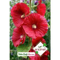 Hatim Çiçeği Tohumu (50 Adet)