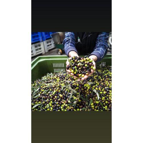 GEMLİK ORGANİK TAŞ BASKI SİYAH ZEYTİN 800 GR