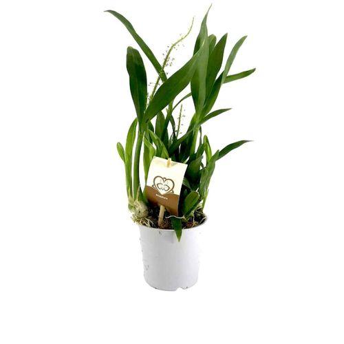 Cambria Orkide Fidesi 12 Cm Saksıda