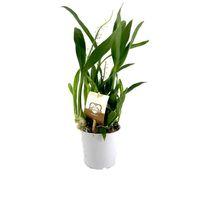 Cambria Orkide Fidesi 12 Cm Saksıda