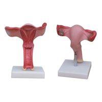 Uterus Modeli Büyük Boy