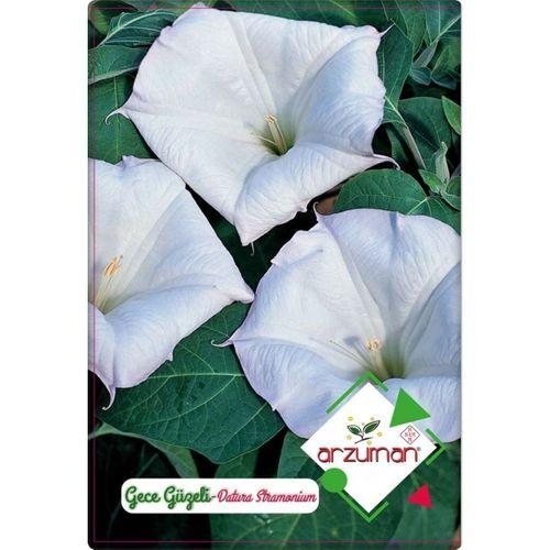 Gece Güzeli Çiçeği Tohumu (15 Adet)