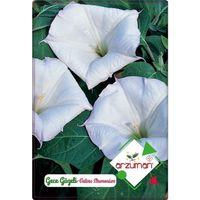 Gece Güzeli Çiçeği Tohumu (15 Adet)