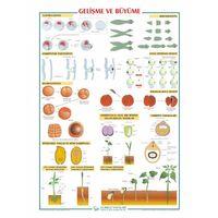 Gelişme ve Büyüme Levhası 70x100 cm