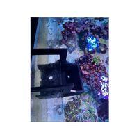 Mercan Fotoğraf Kutusu