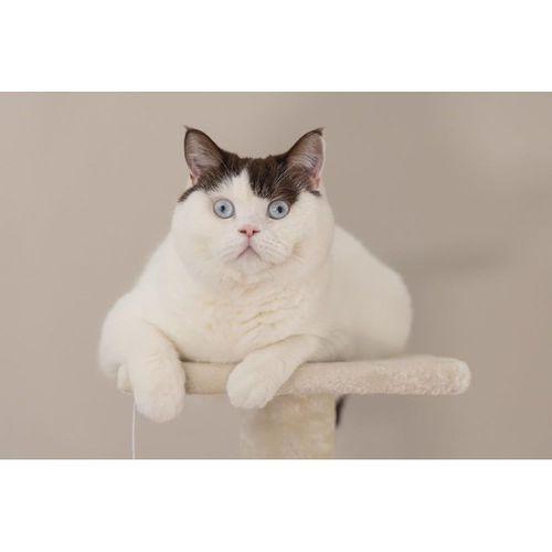 Beeztees Kedi Köşe Tırmalama ve Oyun Evi, Krem, 40x40x135cm