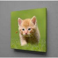 YAVRU KEDİ KANVAS TABLO