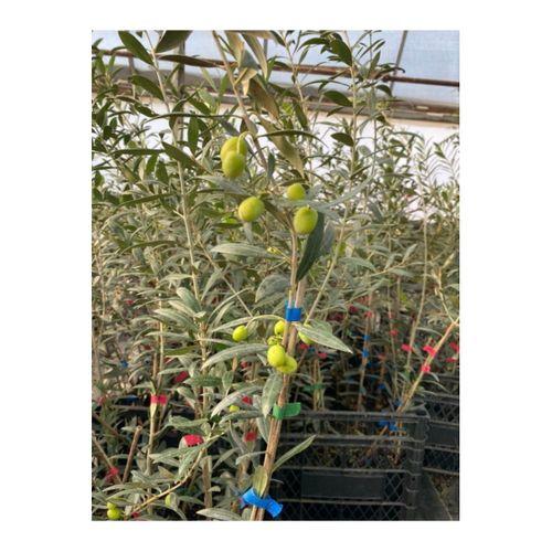 Tüplü Bodur Ispanyol Arbequina Zeytin Fidanı (5 Adet)