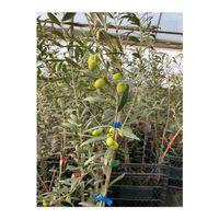 Tüplü Bodur Ispanyol Arbequina Zeytin Fidanı (5 Adet)