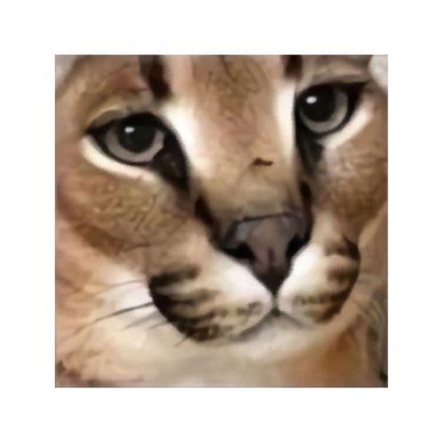 Flopcoin (Bu ürün Sadece Plastik parçadır - Almadan Önce Soru Sorabilirsiniz)