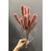 Pudra Setteria Kurutulmuş Çiçek-SKC-1022