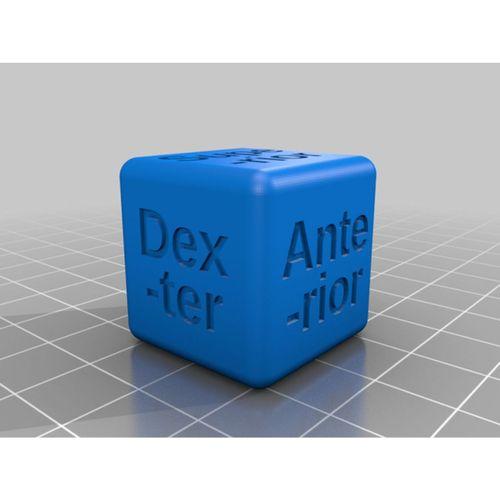 Latince Tıbbi Anatomik Kalıp (Bu ürün Sadece Plastik parçadır - Almadan Önce Soru Sorabilirsiniz)