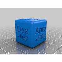 Latince Tıbbi Anatomik Kalıp (Bu ürün Sadece Plastik parçadır - Almadan Önce Soru Sorabilirsiniz)