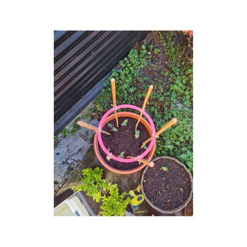 Bambu Çubuklar İçin Sebze Kafesi (Bu ürün Sadece Plastik parçadır - Almadan Önce Soru Sorabilirsiniz)