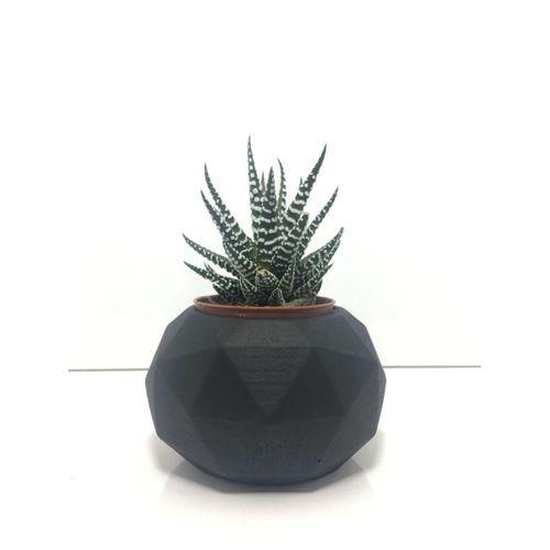 Sekizgen Beton Saksı ve Canlı Sukulent - YE1602
