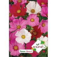 Kosmos Çiçeği Tohumu (30 Adet)