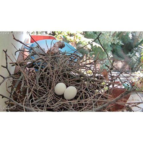 Omuz Kılıf Aparatı (Bu ürün Sadece Plastik parçadır - Almadan Önce Soru Sorabilirsiniz)