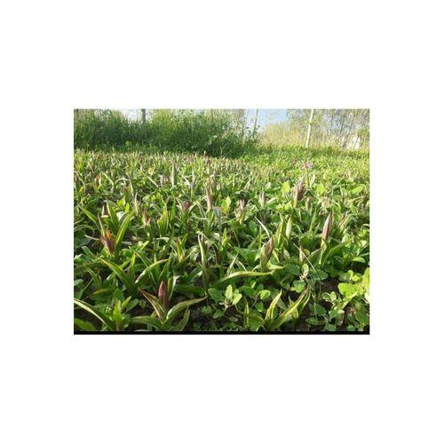 Doğal Salep Fidesi (200 Adet)