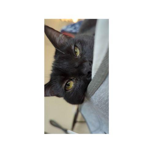 Eugene Kedi Kumu Kaşık Kancası (Bu ürün Sadece Plastik parçadır - Almadan Önce Soru Sorabilirsiniz)