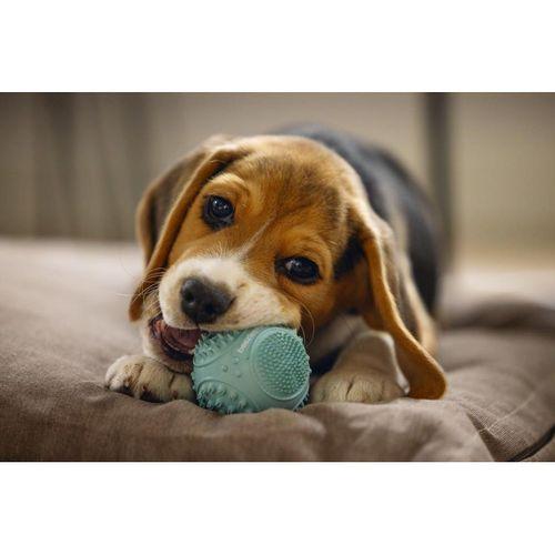 Beeztees Yavru Köpek Oyuncağı, Diş Kaşıma ve Masaj Topu, Kauçuk, Yeşil, 5cm