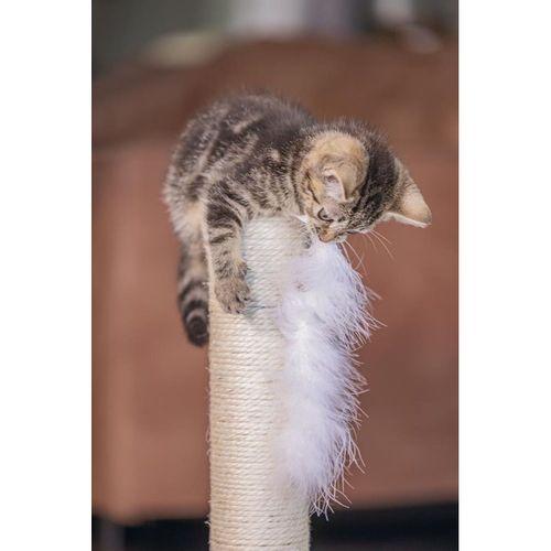 Beeztees Kedi Tırmalama ve Oyuncağı, Gri, 35x35x53cm