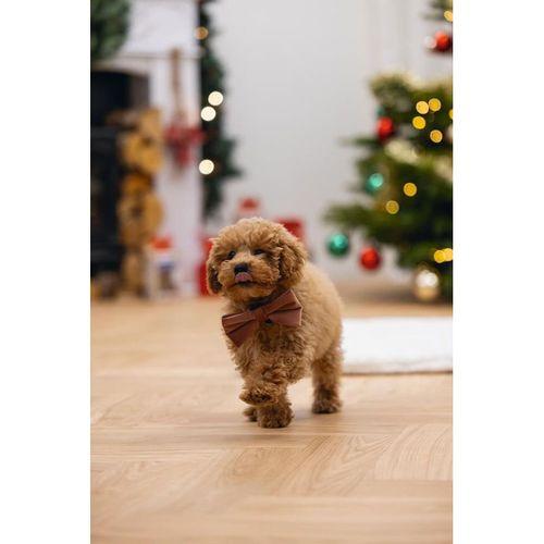 Beeztees DBL Köpek Papyonu, Kadife, Pembe, 9cm