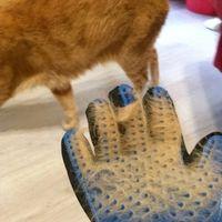 Tüy Toplama Eldiveni