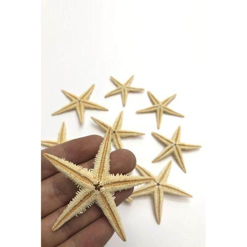Deniz Yıldızı 7 cm