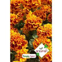 Karagöz Çiçeği Tohumu (50 Adet)