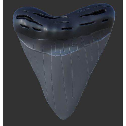 Megalodon köpekbalığı diş kopyası kolye - 5137075