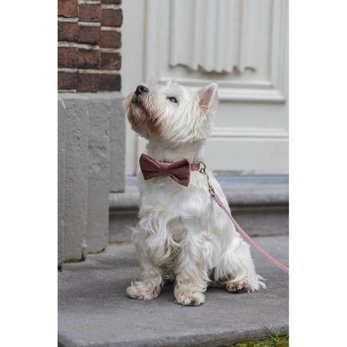 Beeztees DBL Köpek Papyonu, Kadife, Pembe, 9cm