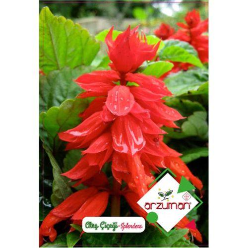 Arzuman Ateş Çiçeği - Salvia Splendes (30 Adet)
