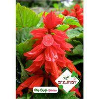 Arzuman Ateş Çiçeği - Salvia Splendes (30 Adet)