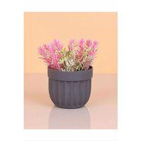 Çizgili Saksı Dikenli Çiçek Royaleks-5781