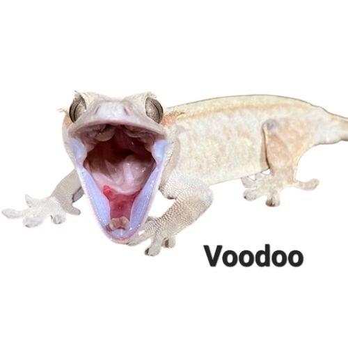3D Baskı Tepeli Gecko Duvar Yemliği (Bu ürün Sadece Plastik parçadır - Almadan Önce Soru Sorabilirsiniz)