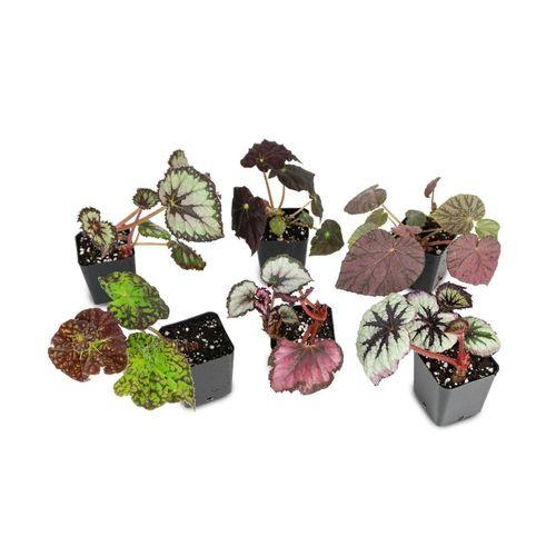 Saksıda Begonia Rex Yaprak Begonya 1 Adet