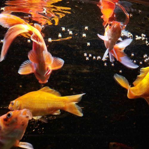 Jbl Pronovo Red Grano M 100ml Clıck