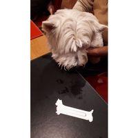 Westie Bookmark (veya Yorkie veya Scottie) - 5136576