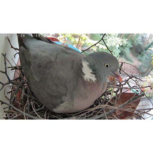 Omuz Kılıf Aparatı (Bu ürün Sadece Plastik parçadır - Almadan Önce Soru Sorabilirsiniz)