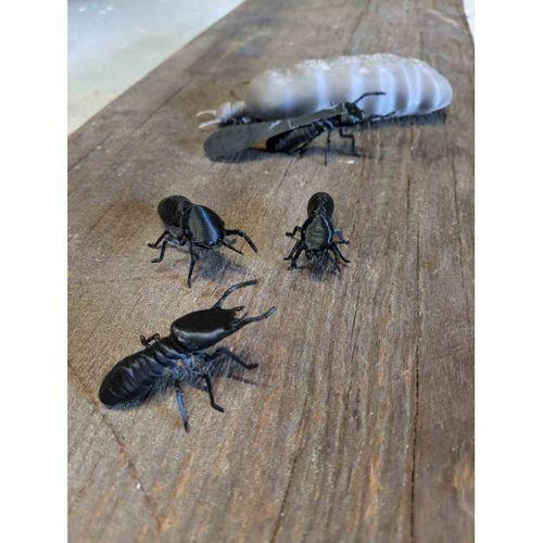 Isoptera (Termit) Koloni - 5141228