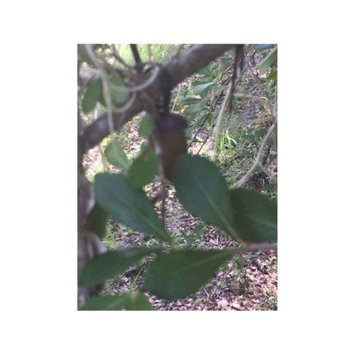 Acorn Nano Geocaching Kapağı 3D Baskı (Bu ürün Sadece Plastik parçadır - Almadan Önce Soru Sorabilirsiniz)