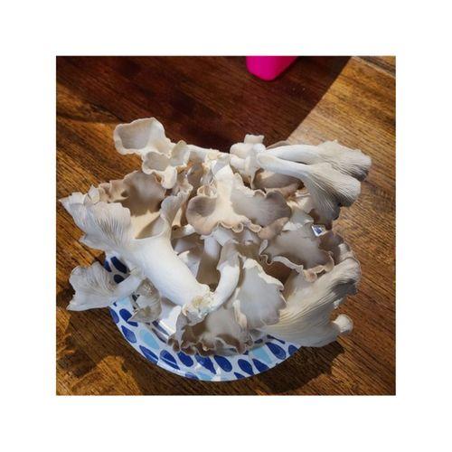 Mantar Yetiştirme Kabini (Bu ürün Sadece Plastik parçadır - Almadan Önce Soru Sorabilirsiniz)