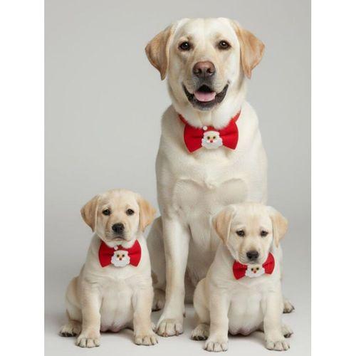 Rudolph Küçük Irk Köpek Papyon Tasması | Kırmızı Fiyonk Boyun Aksesuarı | Noel Temalı Köpek Süsü